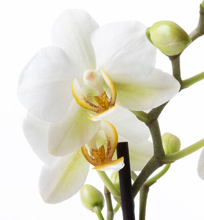 Hvit orkidé i hvit glasspotte